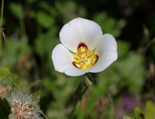 Close-up of a white sego lily flower