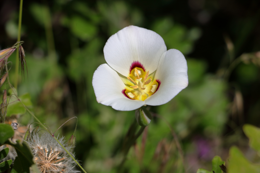 Close-up of a white sego lily flower