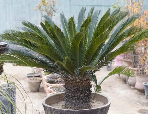 A sago palm plant growing outside