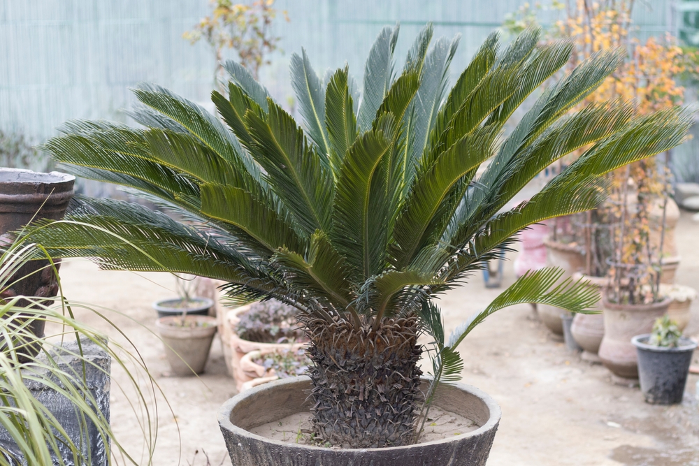A sago palm plant growing outside