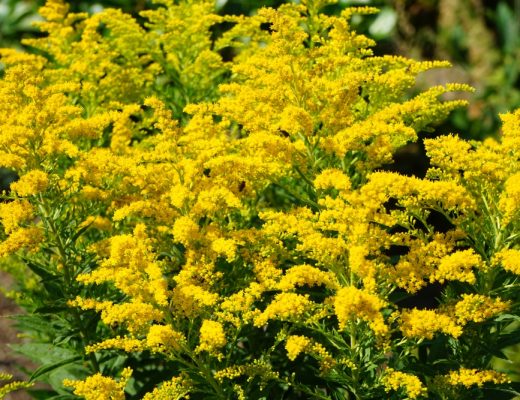 A bush of yellow solidago growing outside.