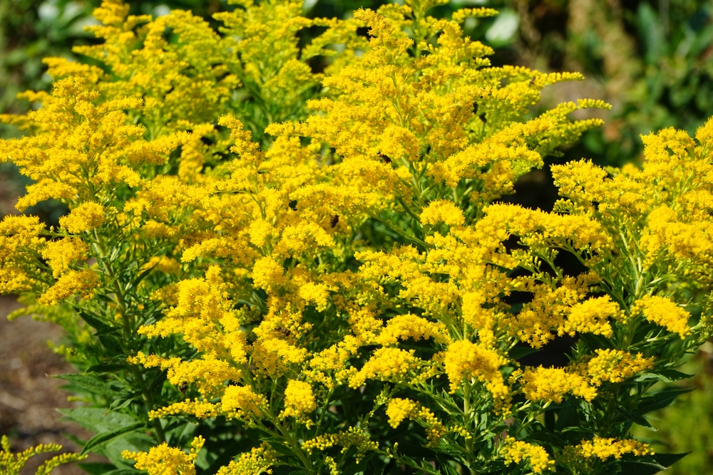 A bush of yellow solidago growing outside.