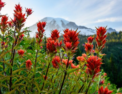Orange indian paintbrush flowers on the side of a mountain.