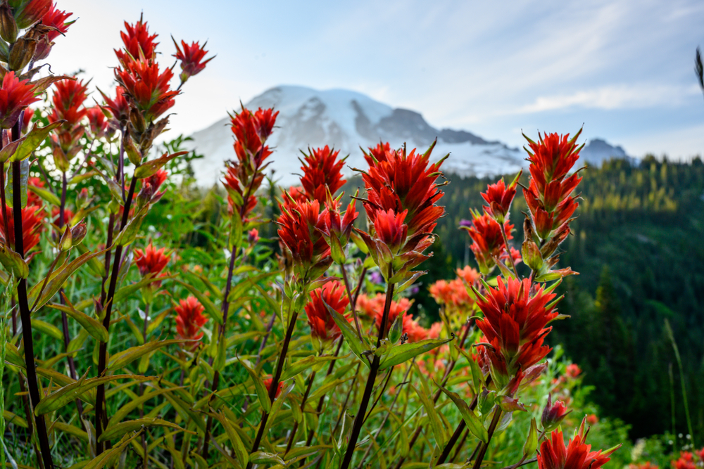 Orange indian paintbrush flowers on the side of a mountain.