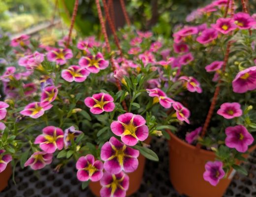 Close-up of a pink-violet calibrachoa flowering plant