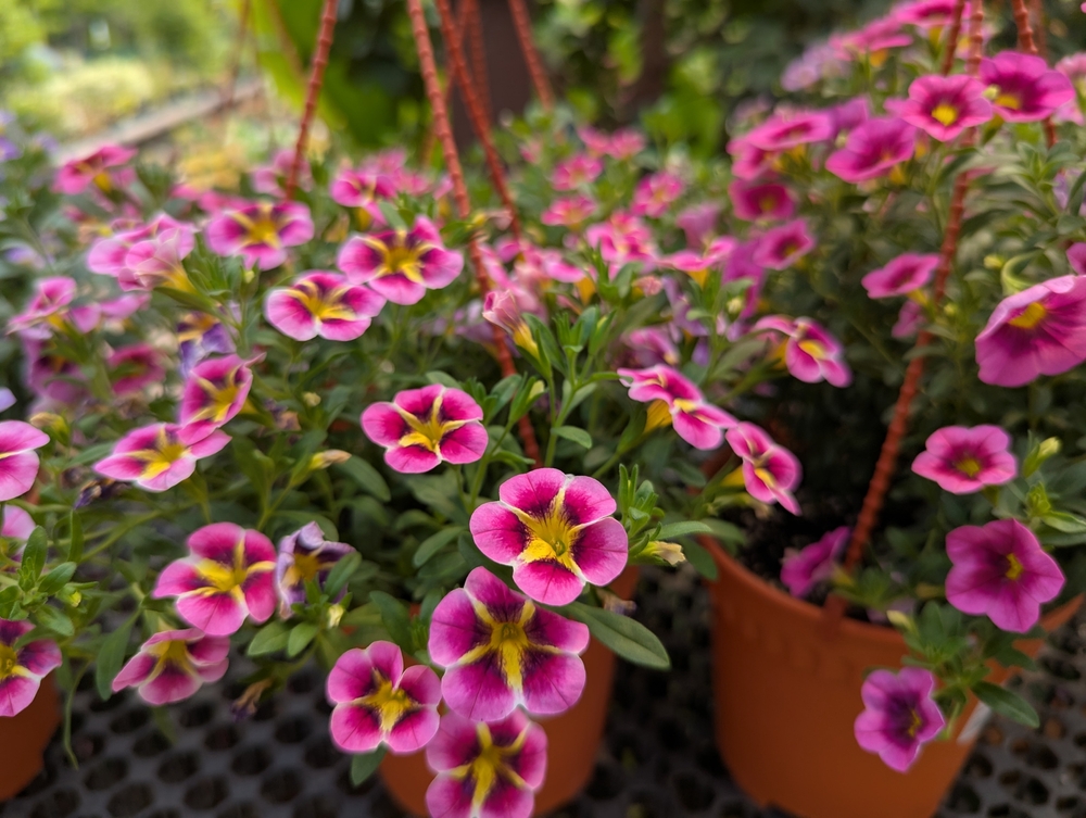 Close-up of a pink-violet calibrachoa flowering plant