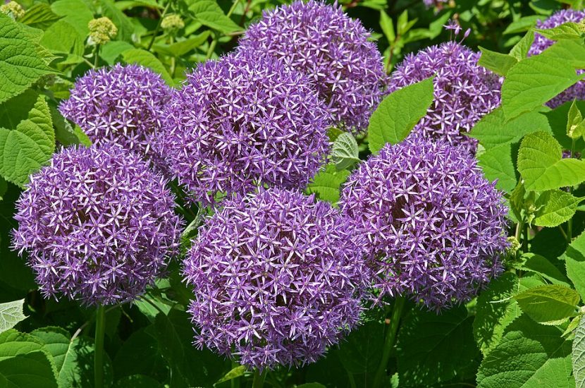 Close-up of a cluster of purple allium ornamental onion globemaster flowers
