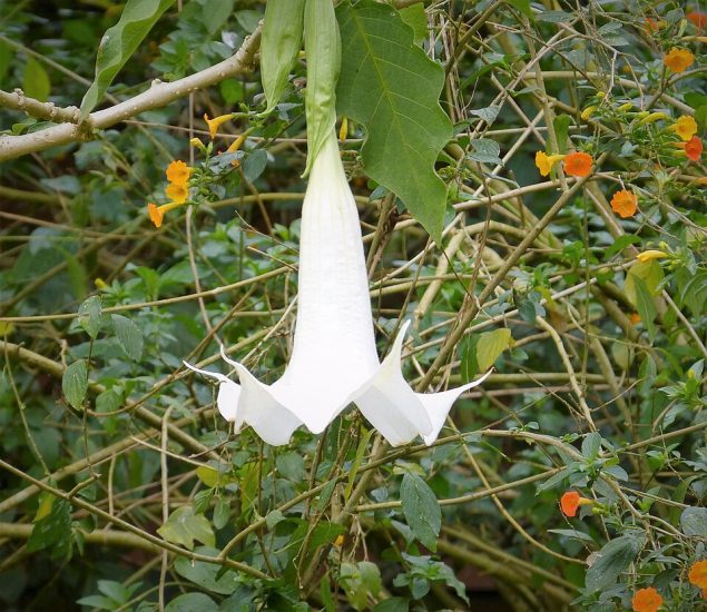 Close-up of a white angel's trumpet flower