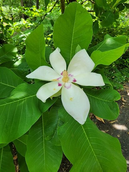 White bigleaf magnolia growing outside