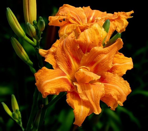 Close-up of orange daylilies