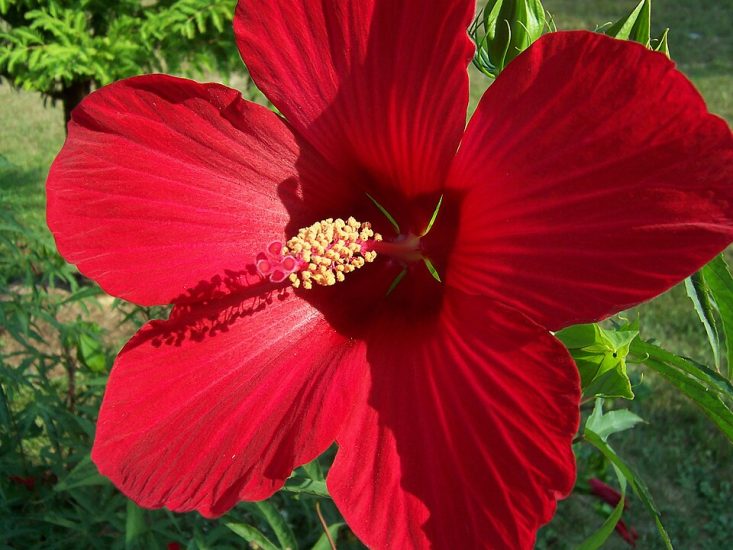 Close-up of a huge red hardy hibiscus growing outside.