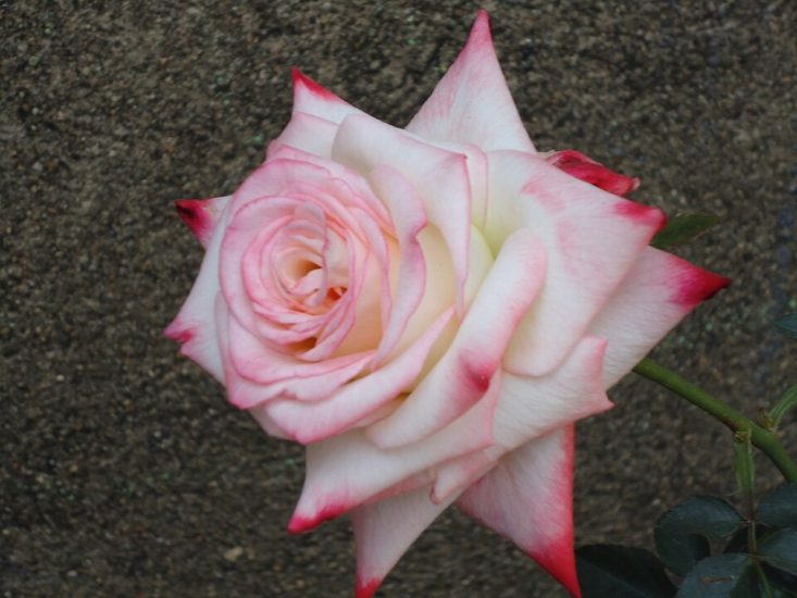 Close-up of white-pink hybrid tea rose