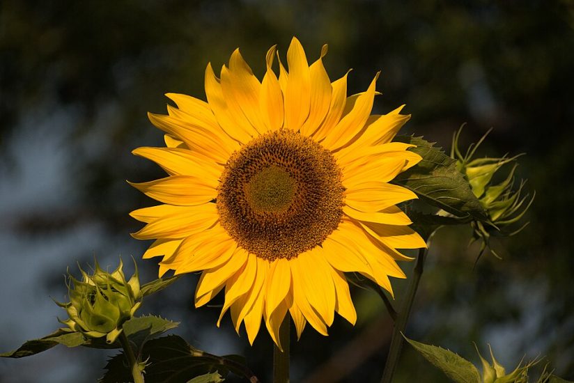 Close-up of a mammoth sunflower growing outside
