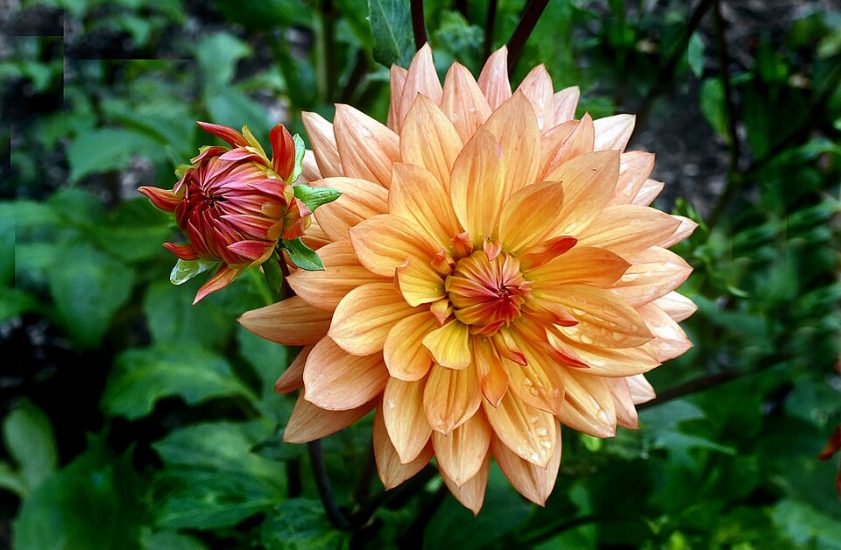 An orange dinner plate dahlia growing outside.