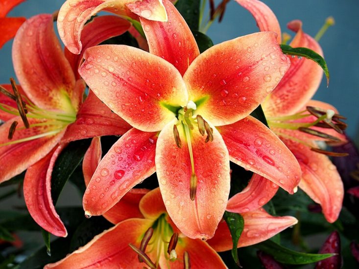 Close-up of a pink-orange oriental lily growing outside
