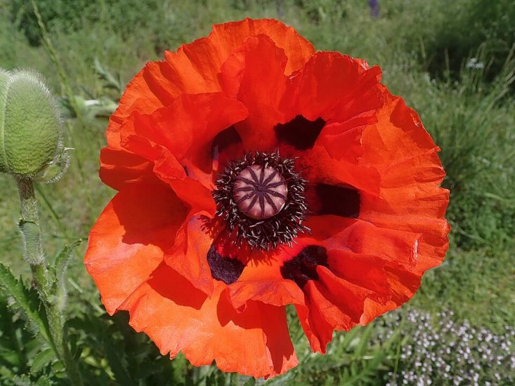 Close-up of a red oriental poppy.