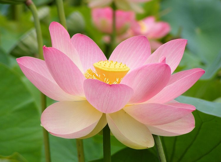 Close-up of a sacred lotus flower