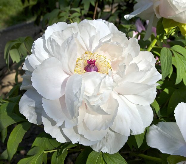 Close-up of a white tree peony growing outside