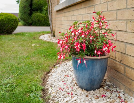 A potted fuchsia plant growing outside on the side of a house