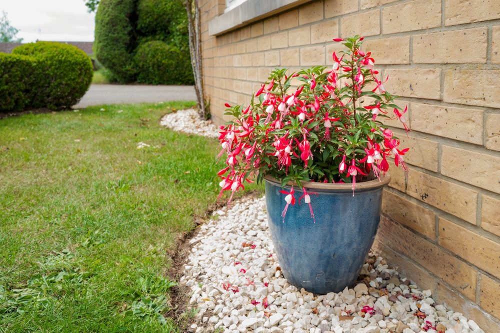 A potted fuchsia plant growing outside on the side of a house