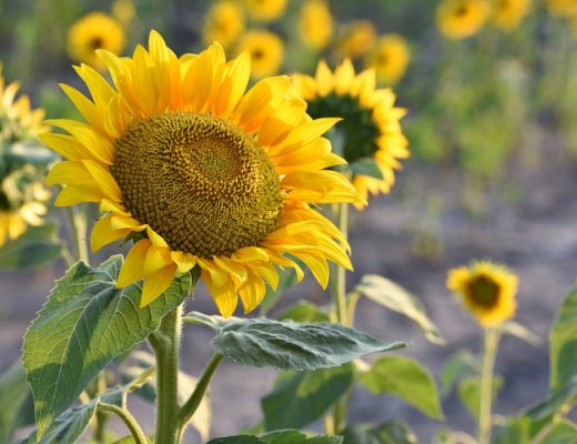 Big sunflowers growing outside