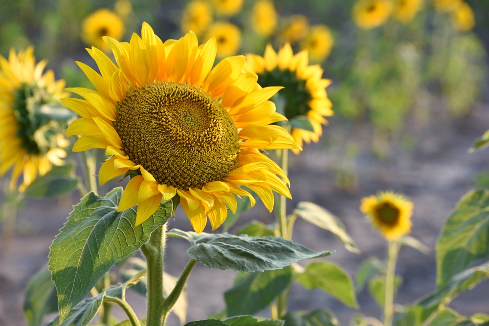 Big sunflowers growing outside