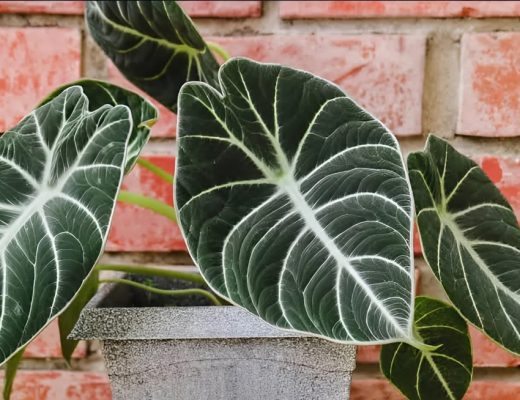 Close-up of an alocasia plant in a pot