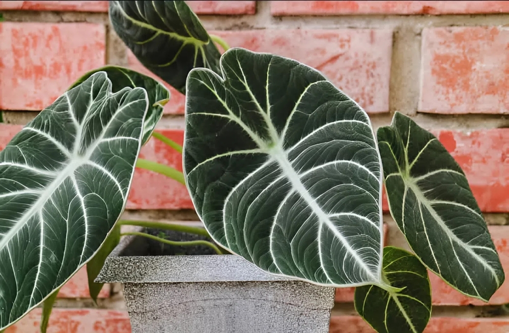 Close-up of an alocasia plant in a pot