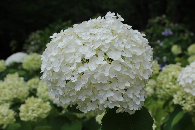 Close-up of a white smooth hydrangea