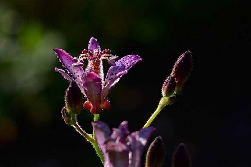 Close-up of purple toad lily flower