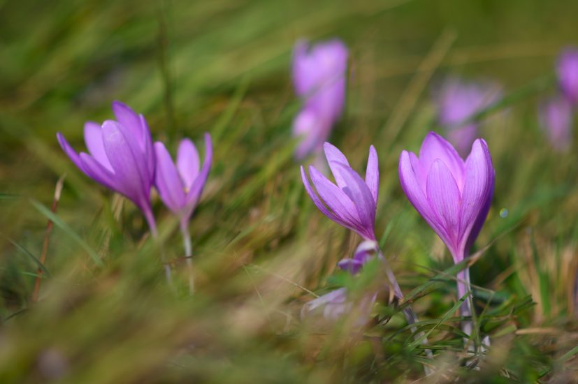 Violet autumn crocus flowers growing outside