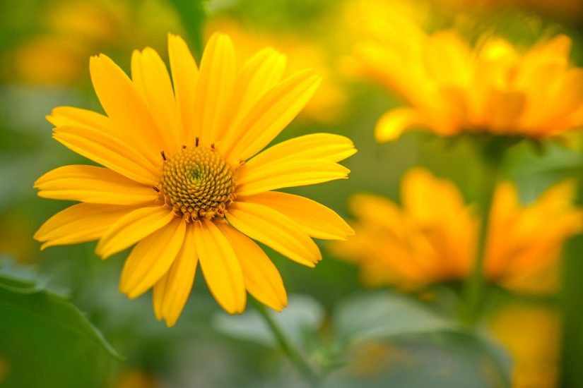 Bright yellow false sunflower growing outside