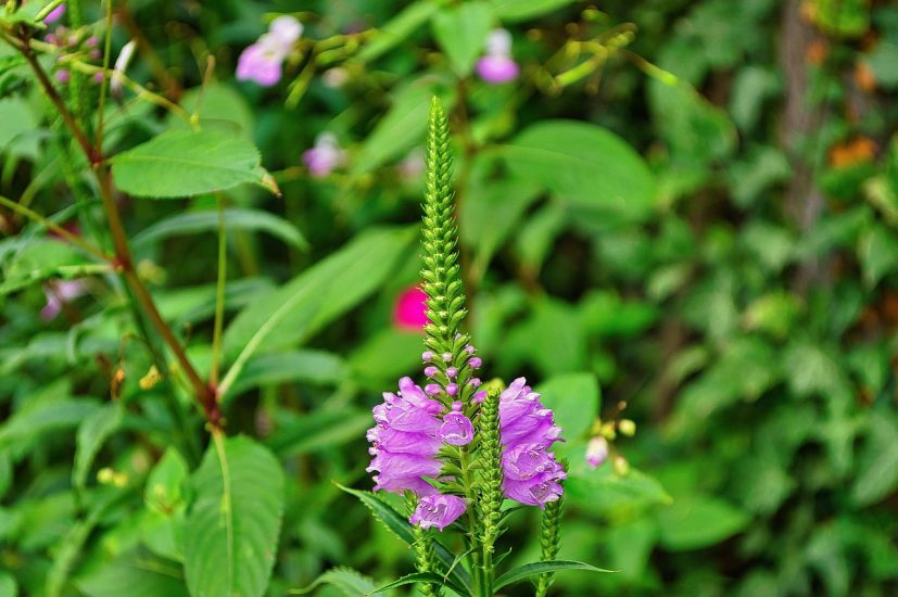 Violet obedient plant growing outside