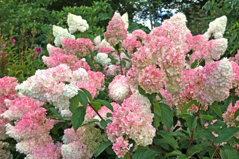 Pink and white panicle hydrange flowers growing outside