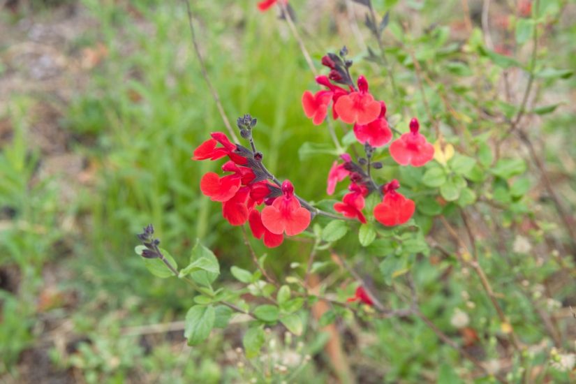 Red autumn sage growing outside.