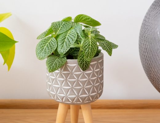 A potted fittonia plant in a room.