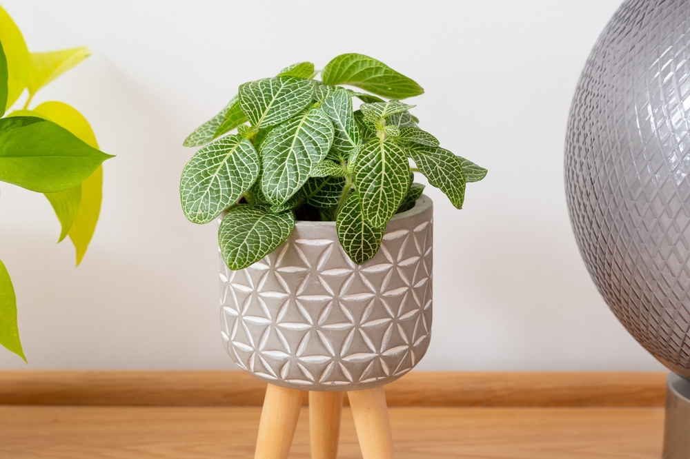 A potted fittonia plant in a room.