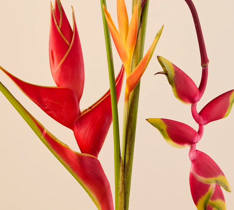 Hanging and upright heliconia