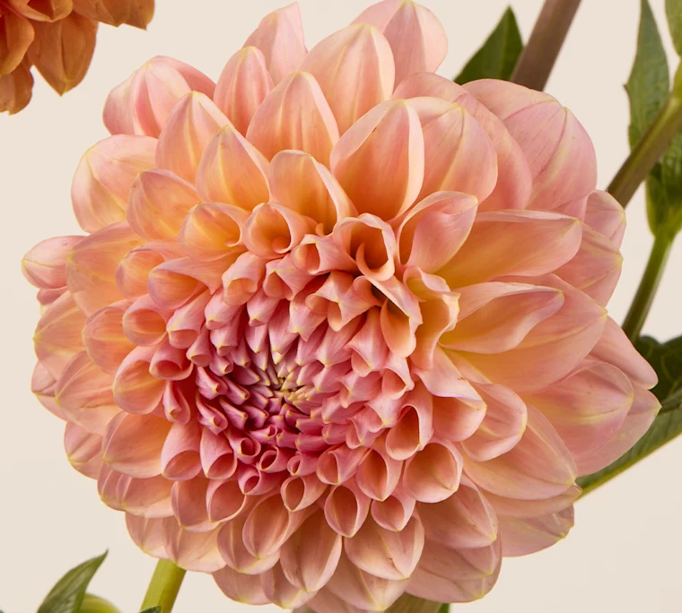Pom dahlia in pink