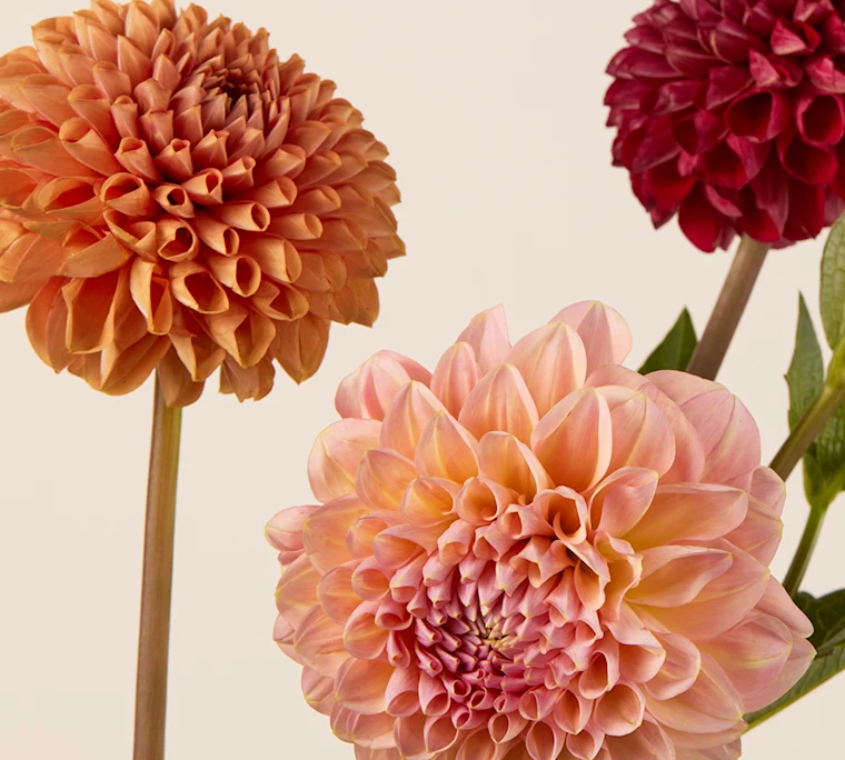 Pom dahlias in pink, burgundy, and bronze