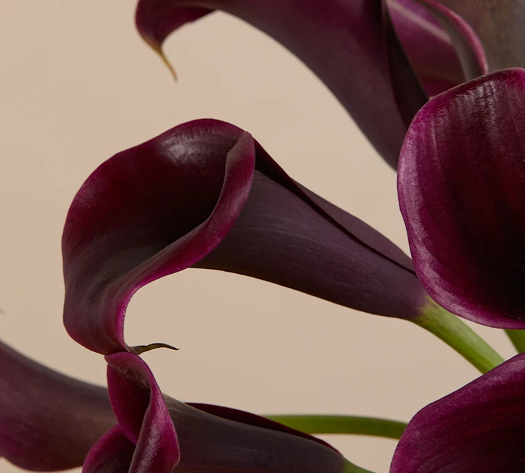 Black calla lilies