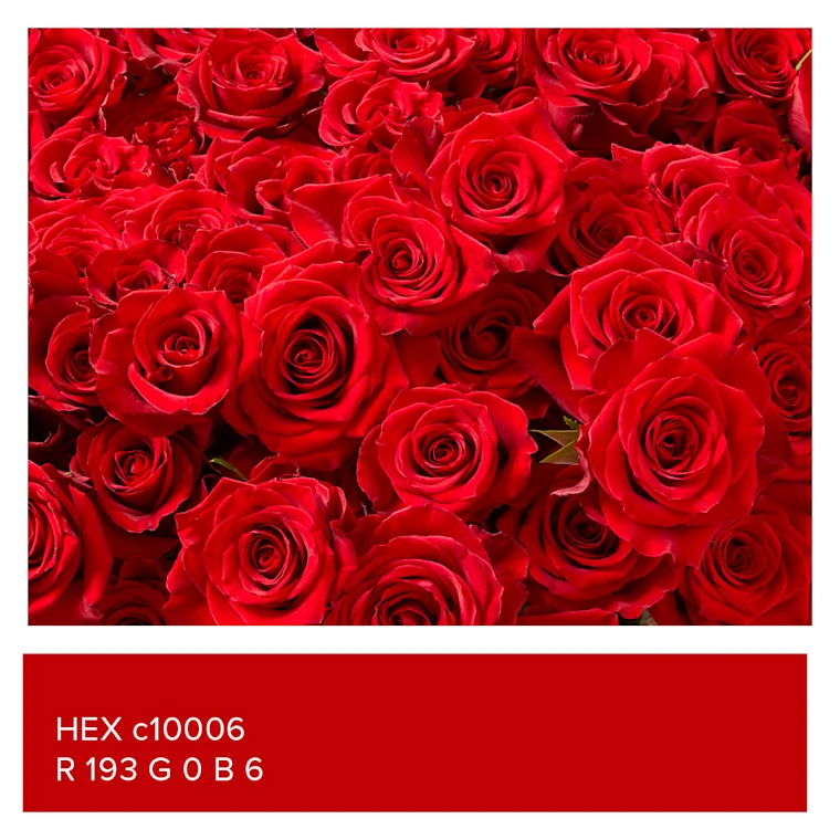 Close up of red roses and a red box with HEX c10006 and R 193, G 0, B 6