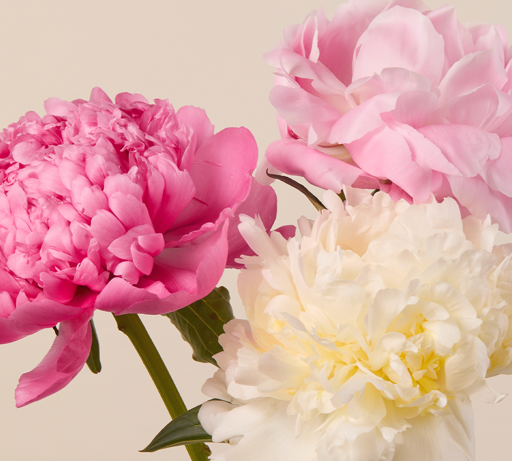 Flower Delivery | Fresh Flowers | Send Flowers Online - The Bouqs Co.