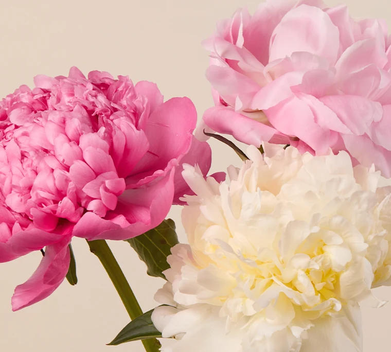 Front-facing shot of pink peony in bloom
