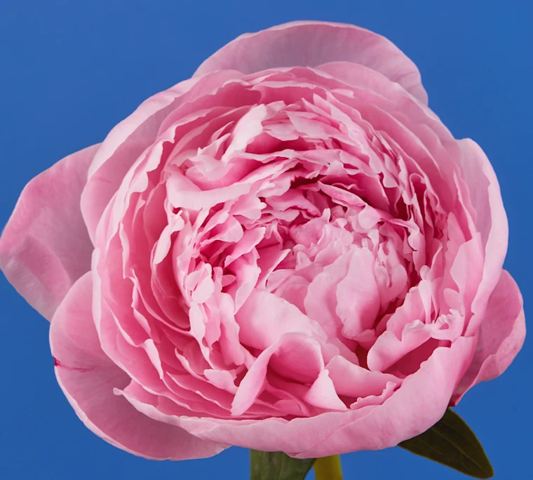 Front-facing shot of pink peony in bloom
