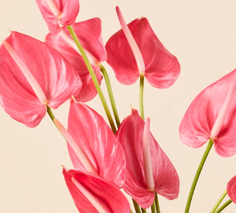 Pink anthurium