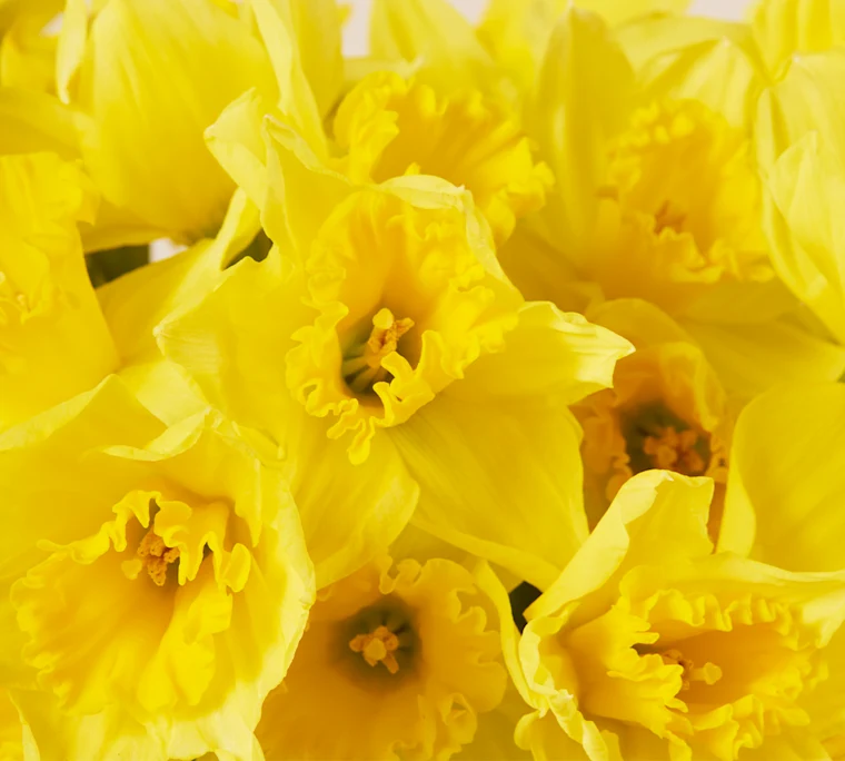 CTACards CI GoldenDaffodils