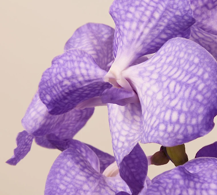 Macro shot of purple vanda orchid