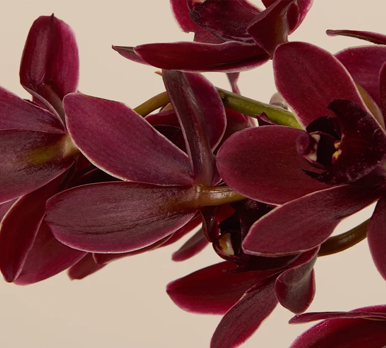 Burgundy Cymbidium Orchids