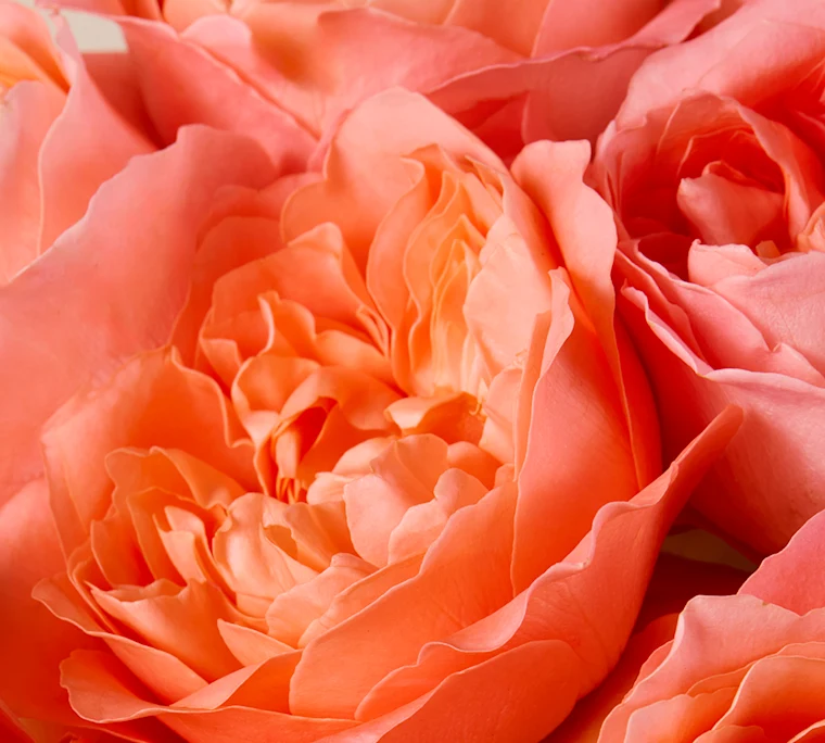 ButterflyGardenRoses